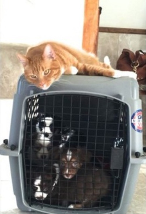 동물 병원 고양이 삼형제