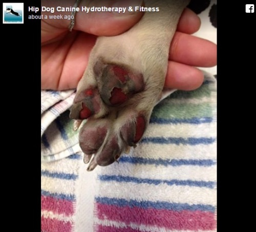 여름철 반려견 외출시, 뜨거운 콘크리트 바닥 주의