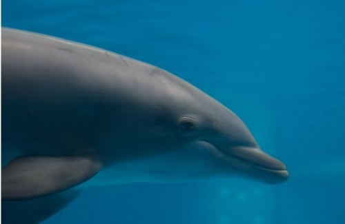 해양 보호구역으로 이주한 아쿠아리움 돌고래들