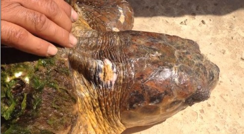 해변에서 끌려나온 거북이와 관광객