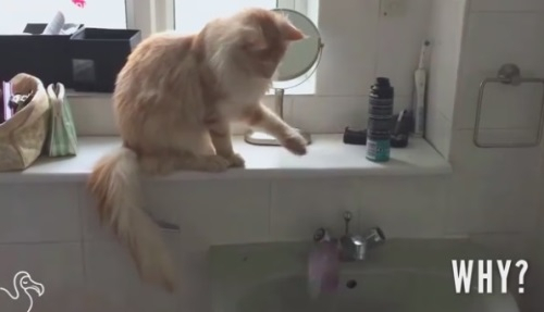 물건을 떨어뜨리는 고양이들