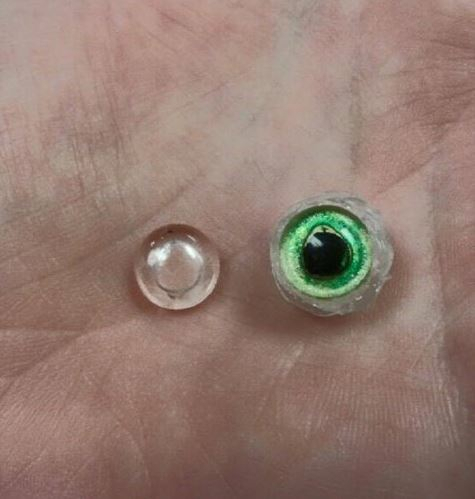 눈을 이식 받은 물고기