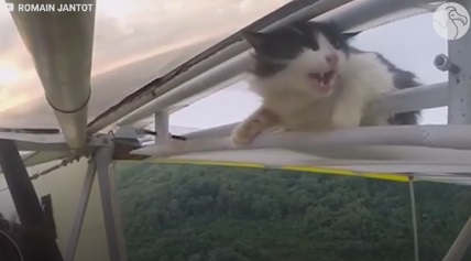 비행기 날개에 무임 승차한 고양이