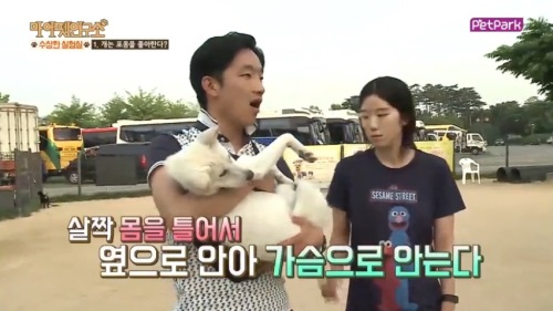 '마이펫 연구소', 개는 사람이 안아주는 것을 좋아할까