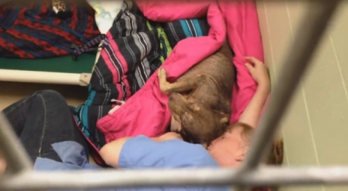 미국, 유기견과 함께 철창에 누운 수의사