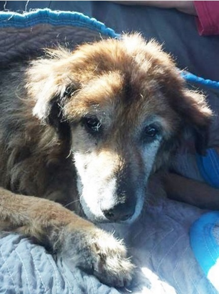 인도적 안락사, 17년을 함께한 반려견을 떠나보내다