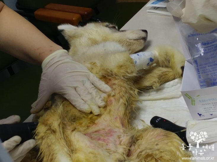 동물자유연대, 오물더미 속 아사 직전 구조된 허스키