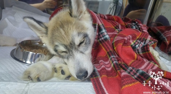 동물자유연대, 오물더미 속 아사 직전 구조된 허스키