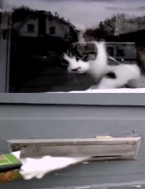 우체부와 반려동물의 달콤한 관계