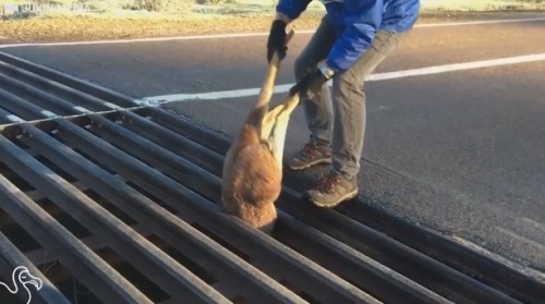 쇠창살에 갇힌 캥거루를 구한 사나이
