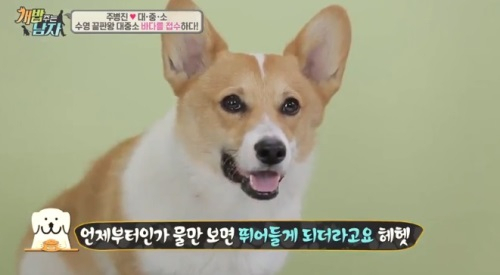 '개밥주는남자' 대중소가 수영 즐긴 그 곳 '반려견 전용 해수욕장'