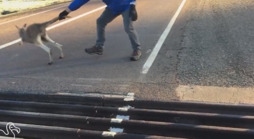 쇠창살에 갇힌 캥거루를 구한 사나이