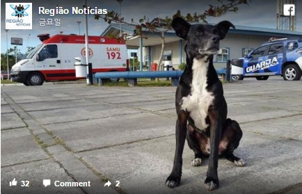 죽은 주인을 8개월동안 기다린 개