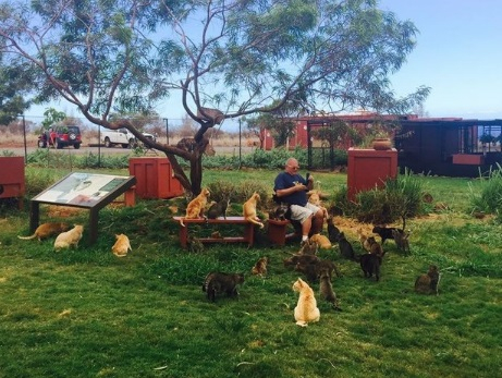 하와이에는 고양이 낙원이 있다 '라나이의 사자들'