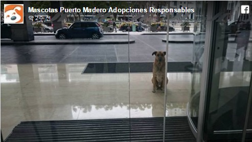 독일 스튜어디스, 아르헨서 유기견 입양한 감동 사연