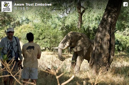 머리에 총 맞고도 사람에게 친근한 코끼리