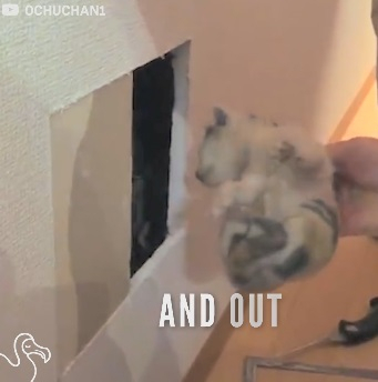 벽 속에서 들려오는 고양이 울음소리 '구사일생'