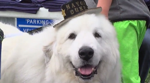 미국서 주민대표 된 강아지 듀크…3선 성공