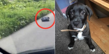 검은색 쓰레기 봉투에서 발견된 강아지