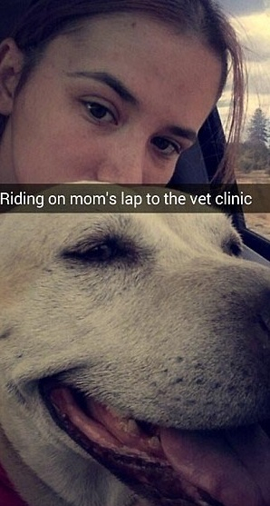 11년 기른 애완견과 이별한 날 고통 받게 하고싶지 않다