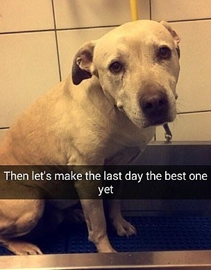 11년 기른 애완견과 이별한 날 고통 받게 하고싶지 않다