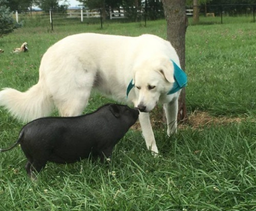 아기 돼지 빙크가 세 번이나 파양 당한 이유는