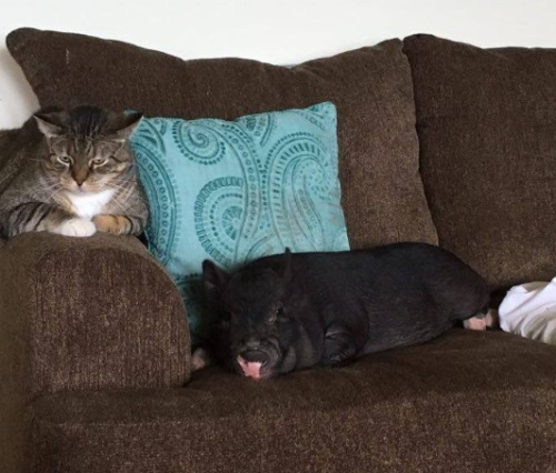 아기 돼지 빙크가 세 번이나 파양 당한 이유는