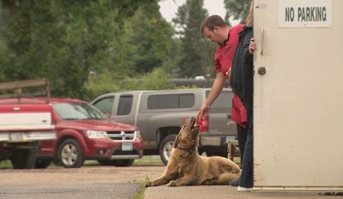 인사하는 강아지 브루노 우리 모두 부르노를 안다