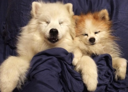 시력 잃은 강이지의 두 눈이 된 강아지