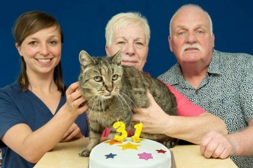 '세상에서 가장 오래 산 고양이' 기록에 도전 중인 고양이