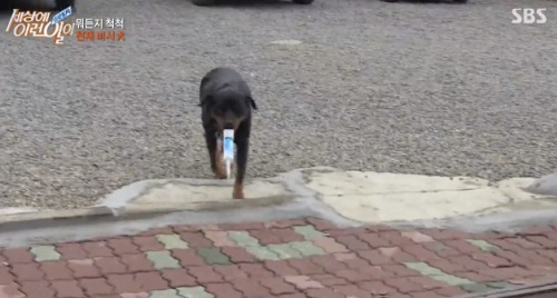 '세상에이런일이' 말귀 알아듣는 천재비서견