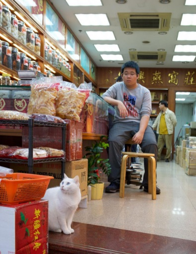 홍콩에서 만날 수 있는 고양이 사장님들 어서오시게냥