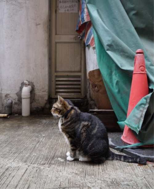 홍콩에서 만날 수 있는 고양이 사장님들 어서오시게냥