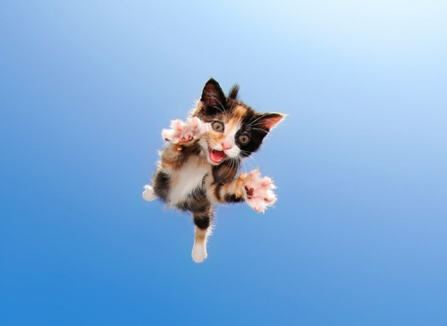 하늘을 날아다니는 고양이들