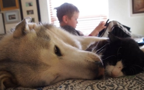 사람 나이로 90세에 입양된 고양이