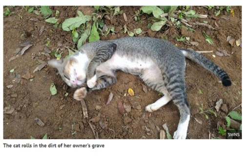 죽은 주인의 묘를 떠나지 못하는 고양이