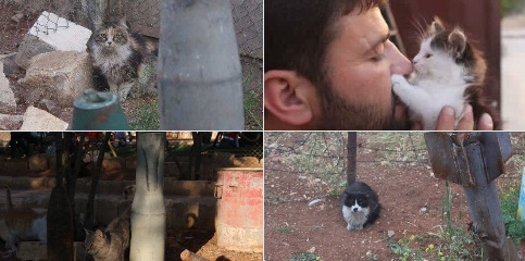 시리아 내전 속 고양이 보호소 떨어진 폭탄