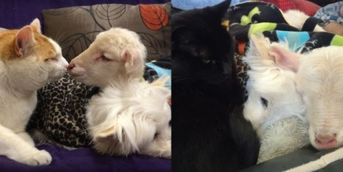 아기 양에게 체온을 선물한 개와 고양이