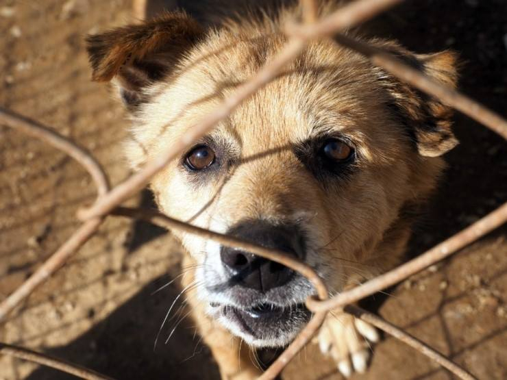 유기동물 안식처 '포천 애신동산', 토지문제로 사라질 위기