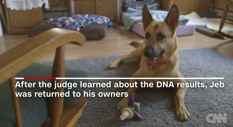 반려견 '젭', '옆집 반려견 살해' 누명 벗어 안락사 판결 면하다