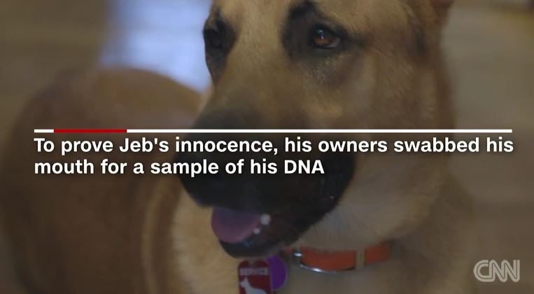 반려견 '젭', '옆집 반려견 살해' 누명 벗어 안락사 판결 면하다