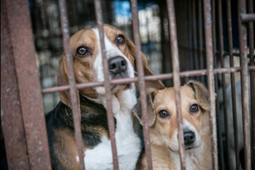 국제 동물보호단체, 한국 식용견 농장서 개 200마리 구출