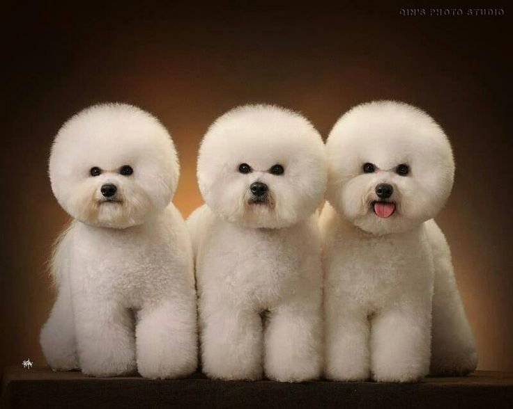 아파트에 적합한 반려견 3종