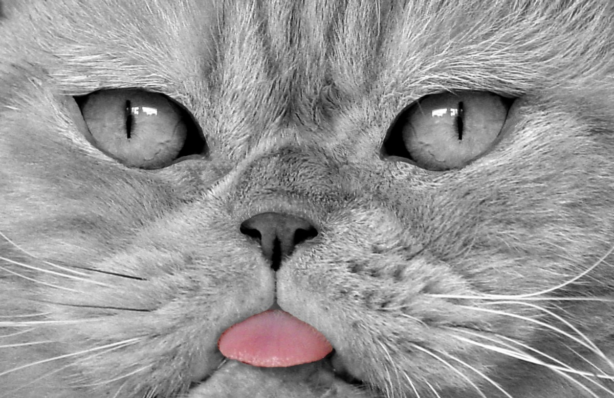 반려묘, 목욕 필수조건 아니다