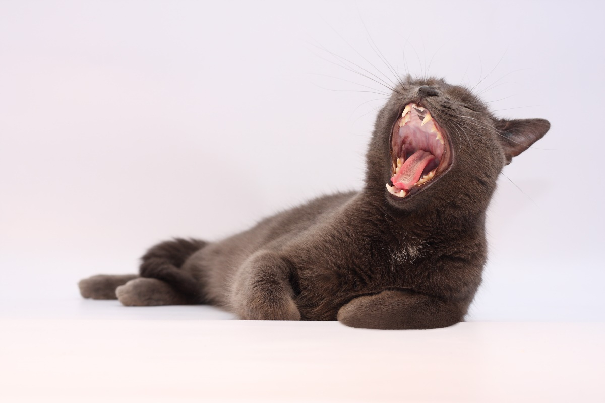 반려묘 양치질 방법 5단계