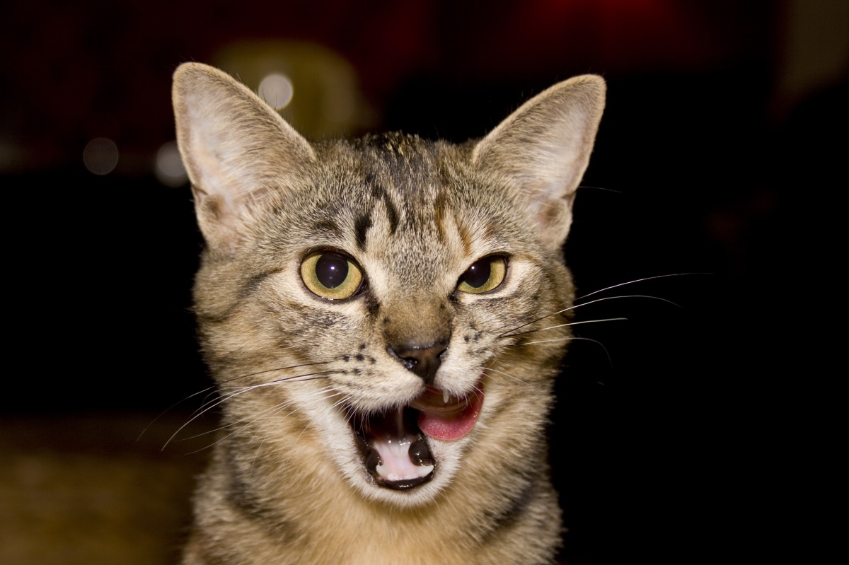 반려묘 양치질 방법 5단계