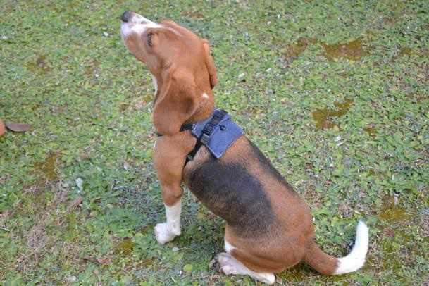 日 오사카부립大, 반려견 감정 이해하는 기기 개발