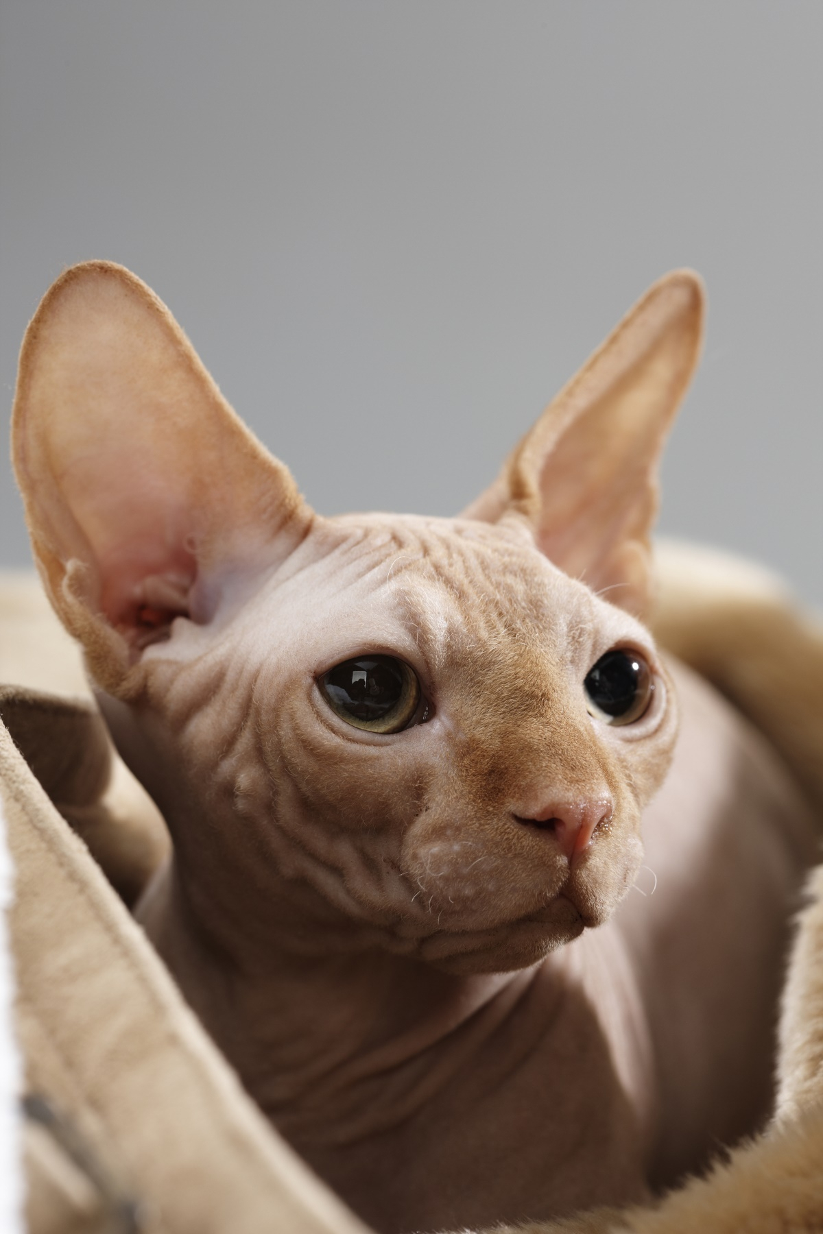 나이대 별 반려묘 특징