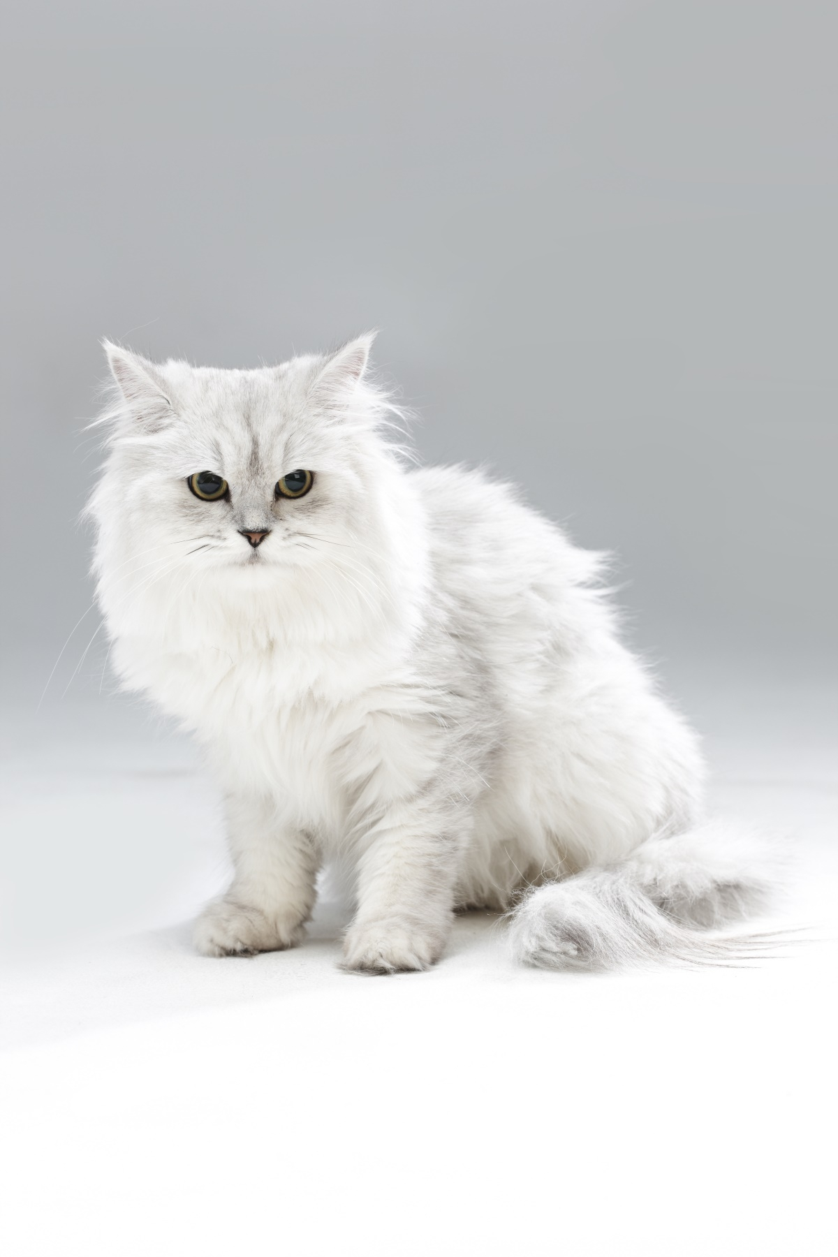 나이대 별 반려묘 특징