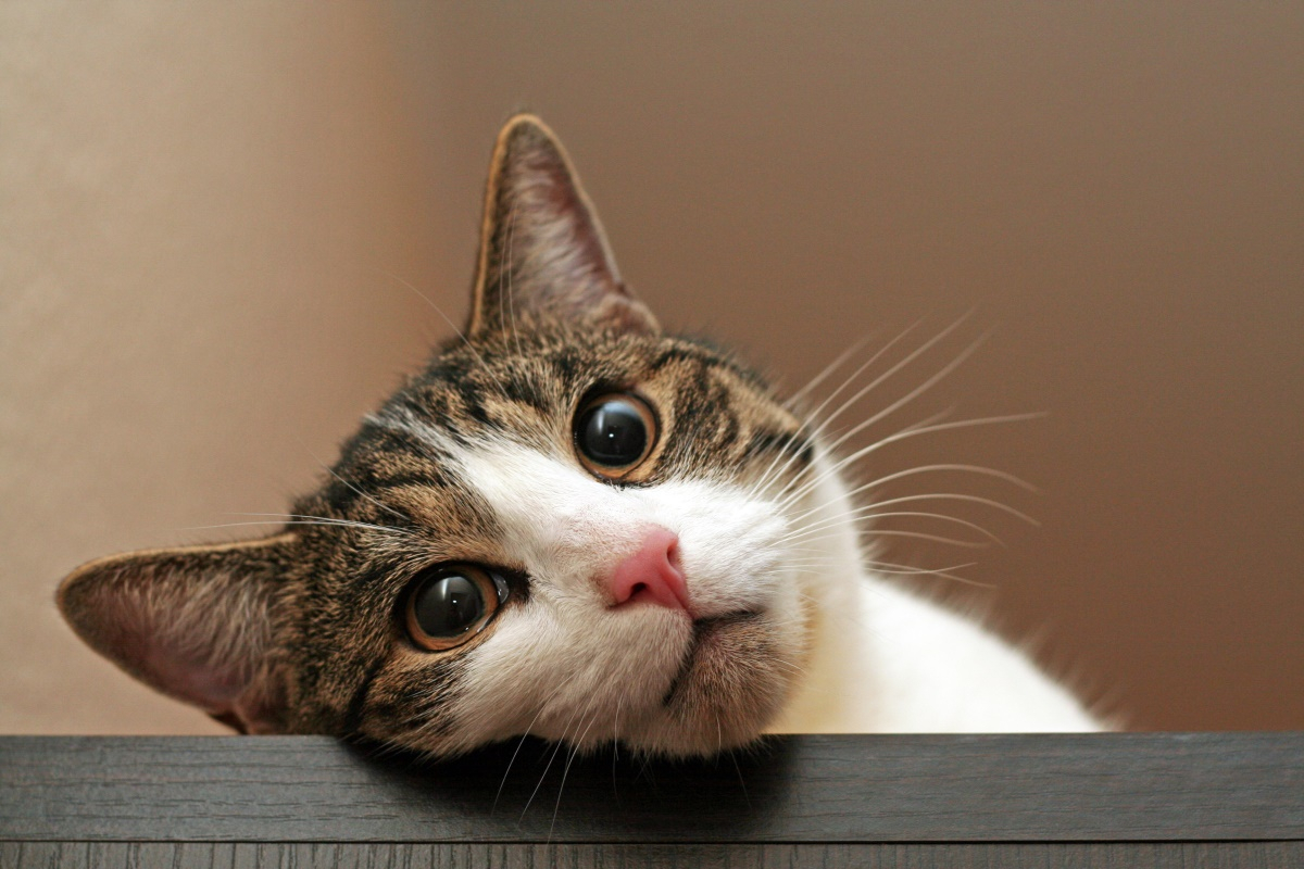 나이대 별 반려묘 특징